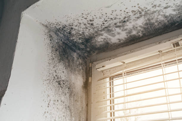 Affordable Mold Cleanup solutions in Kinzers, PA